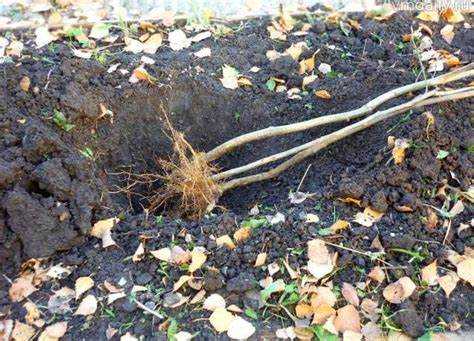 Как прикопать саженцы весной до посадки Как прикопать саженцы весной до посадки