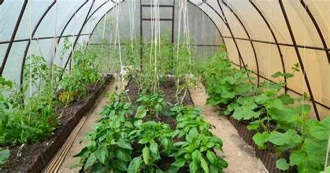 Определение ширины грядок и проходов для теплицы 3×6 м