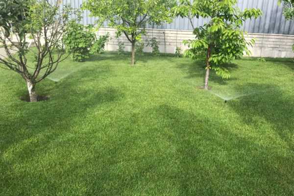 Полив и уход в первые дни после ручного посева