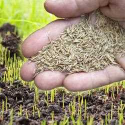 Выбор подходящей газонной смеси для ручного посева