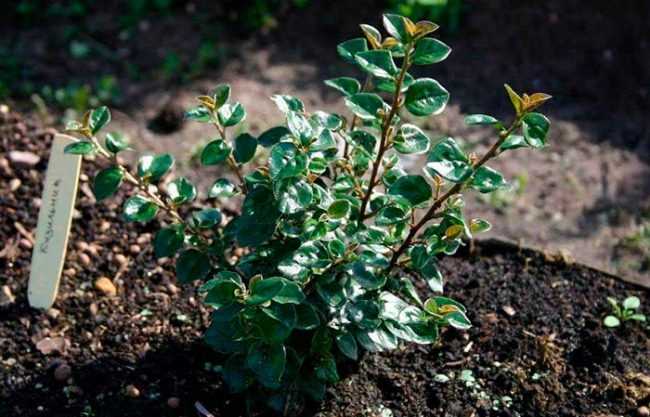 Посев семян кизильника блестящего: стратификация и сроки