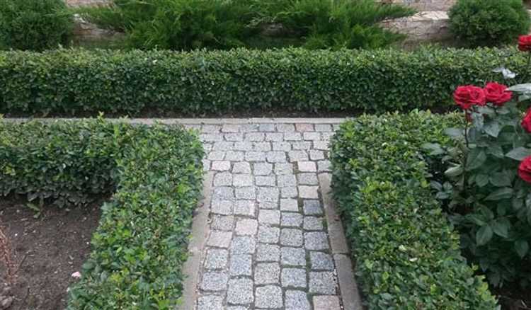 Схема посадки кизильника блестящего для формирования плотной изгороди