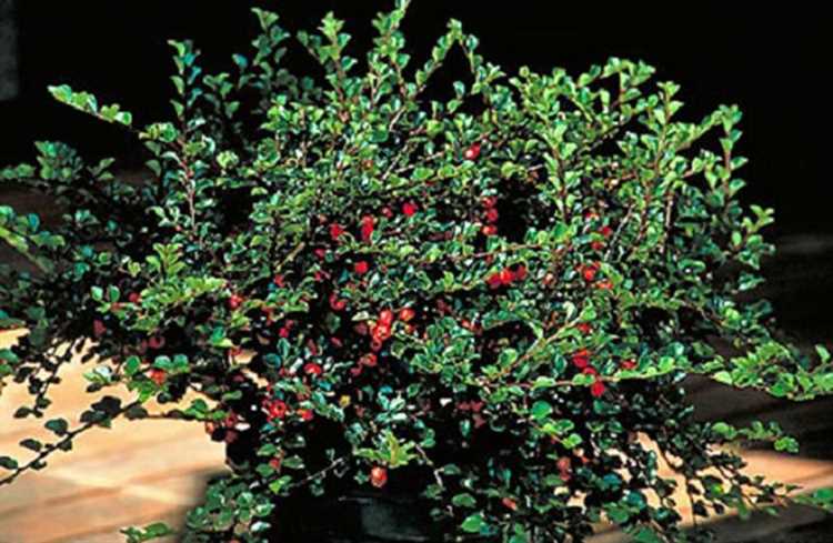 Выбор и подготовка почвы для высадки молодых саженцев