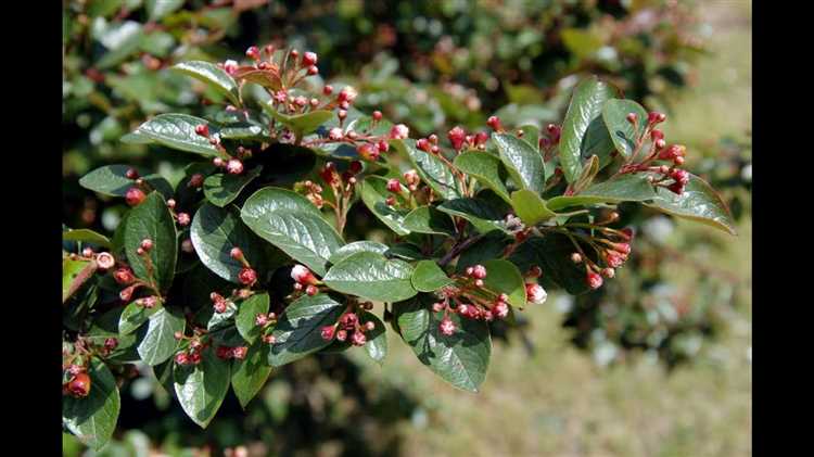Использование отводков для получения посадочного материала