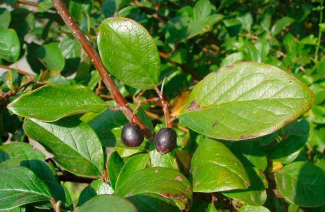 Как размножить кизильник блестящий для живой изгороди Как размножить кизильник блестящий для живой изгороди