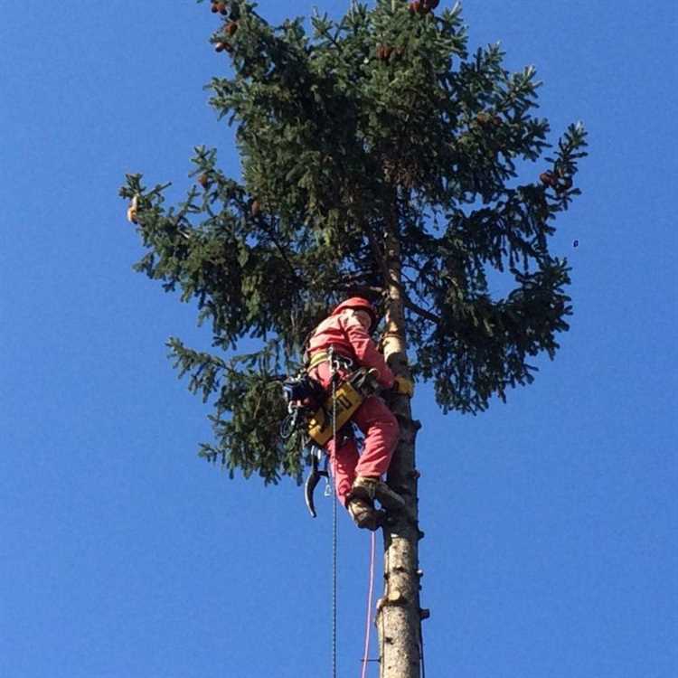 Как подготовить пилу к процедуре развода