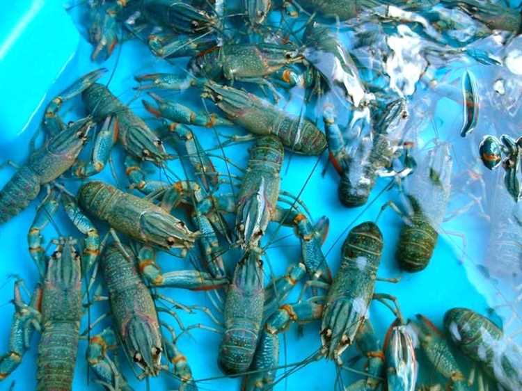 Кормление раков: рацион, режим и особенности питания