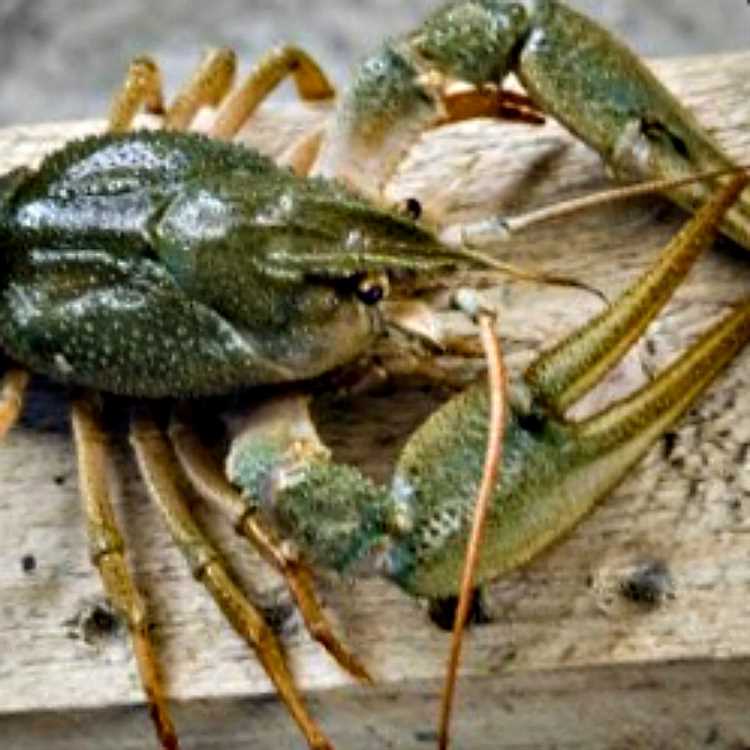 Профилактика заболеваний и уход за здоровьем раков