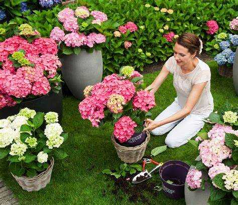 Чем обработать гортензию для стимуляции восстановления