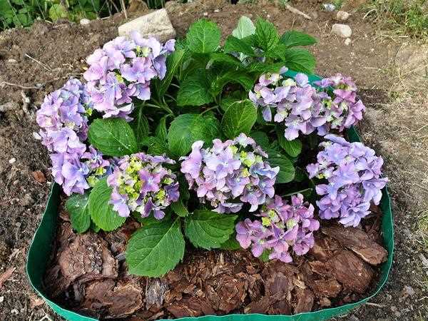 Как определить степень повреждения гортензии после заморозков