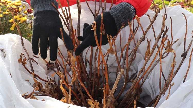 Как реанимировать крупнолистную гортензию после заморозков Как реанимировать крупнолистную гортензию после заморозков