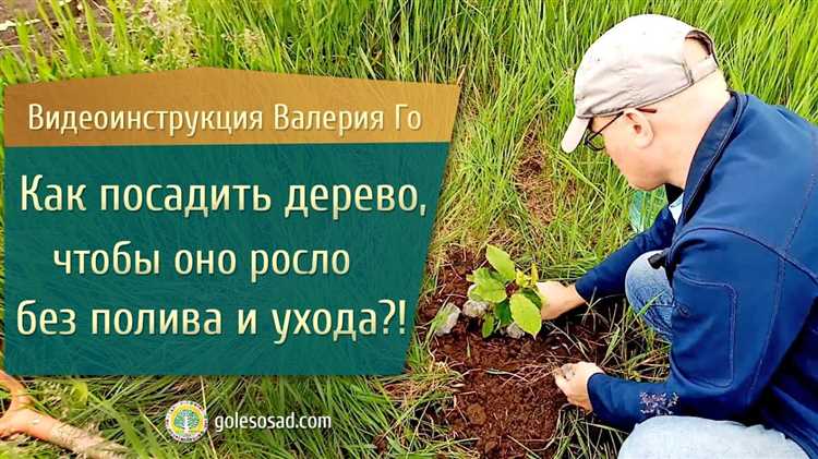 Методы ухода за молодыми деревьями в условиях повышенной влажности почвы