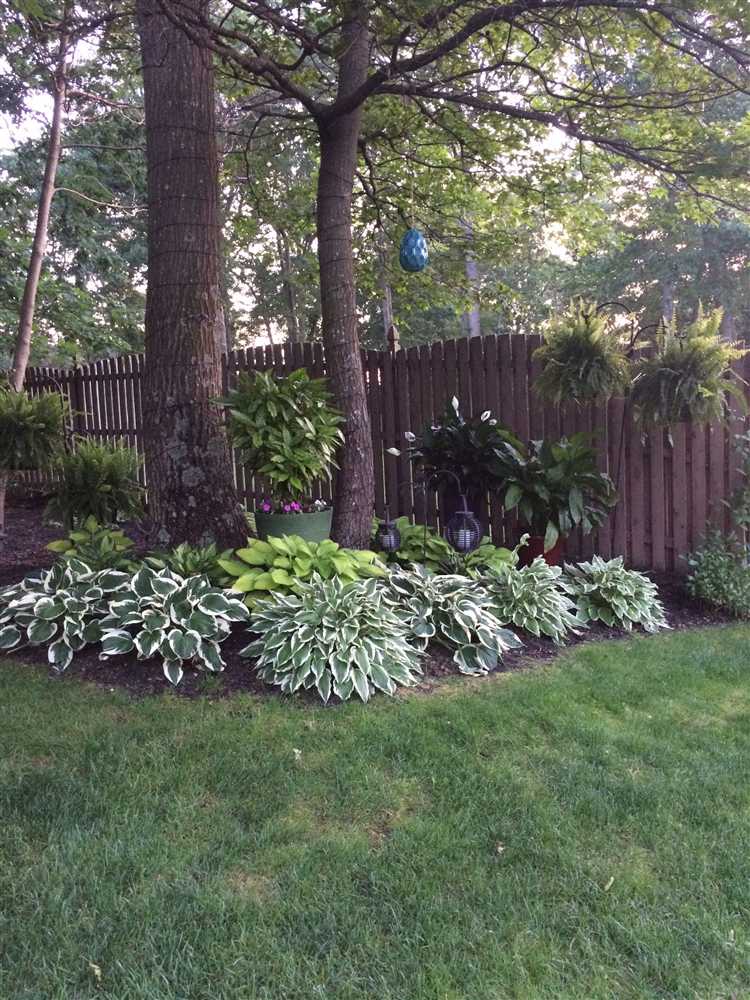 Обрезка сосен для формирования красивой изгороди