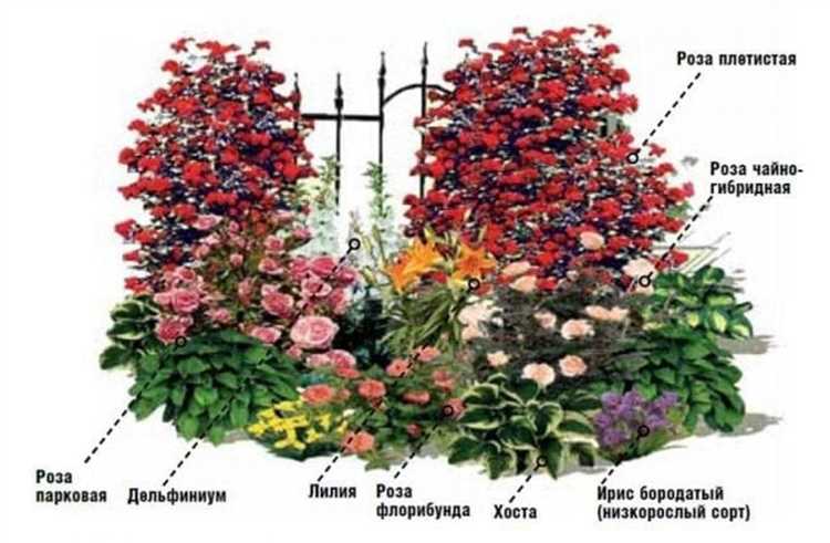 Правильная посадка роз: глубина, расстояние и ориентация