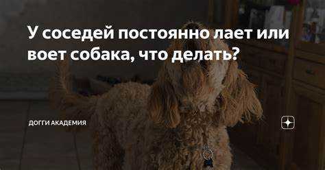 Что делать, если вой доносится с улицы или стройки