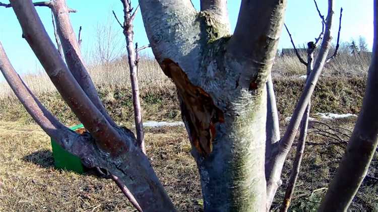 Как ухаживать за яблоней после лечения, чтобы избежать повторного заражения