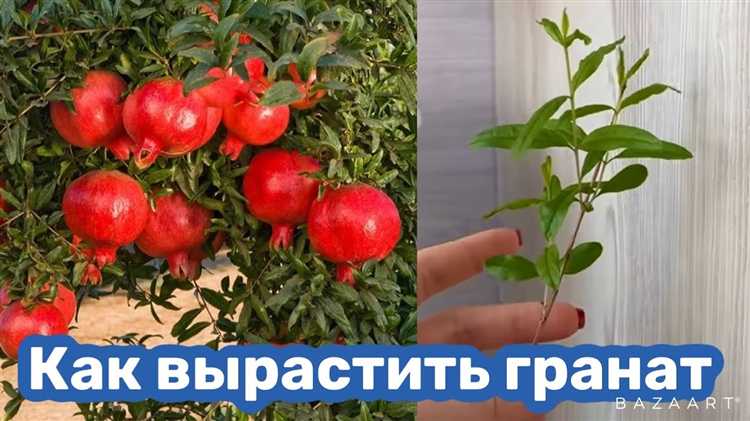 Условия для проращивания: температура, влажность и освещение