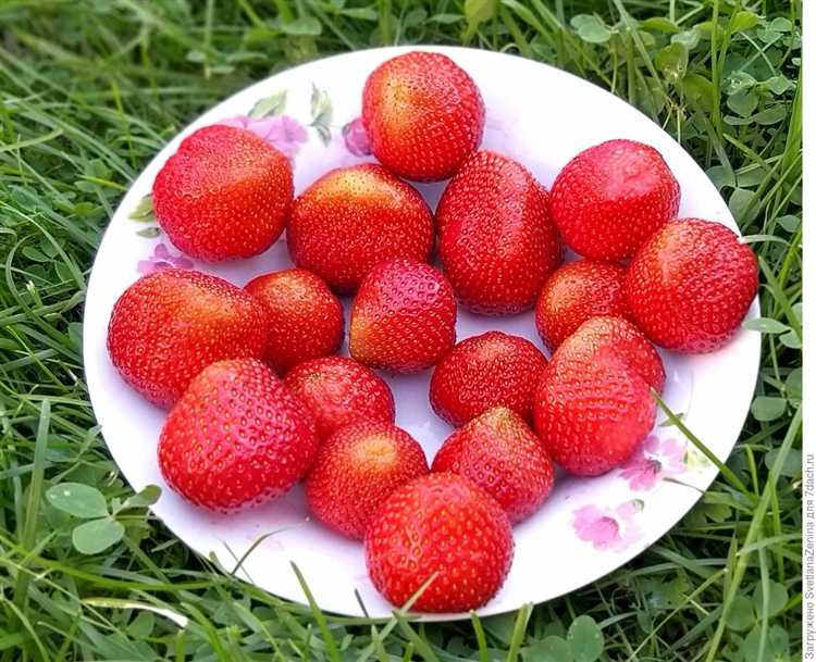 Какая клубника самая сладкая и ароматная