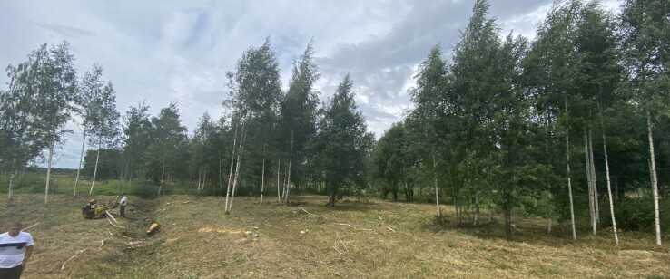 Когда допускается удаление деревьев под строительство