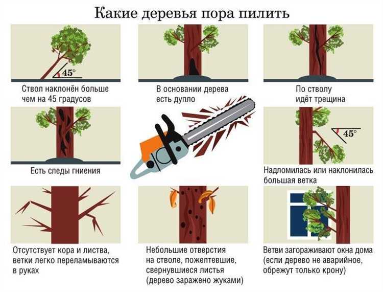 Какие деревья считаются аварийными и не требуют согласования