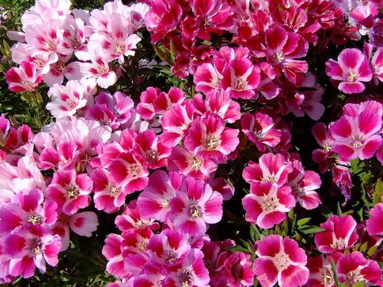 Выбор однолетников по типу почвы и освещённости участка