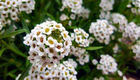 Сроки прорастания и всходов популярных однолетников