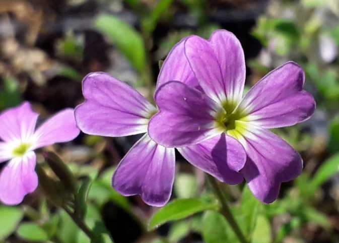 Какие однолетники можно сеять прямо в грунт без рассады