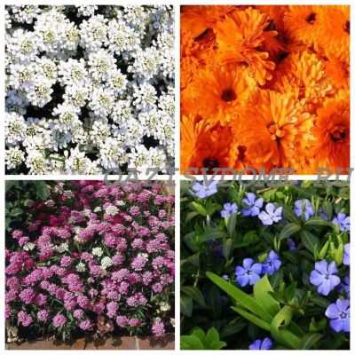 Схема посева и глубина заделки семян разных культур