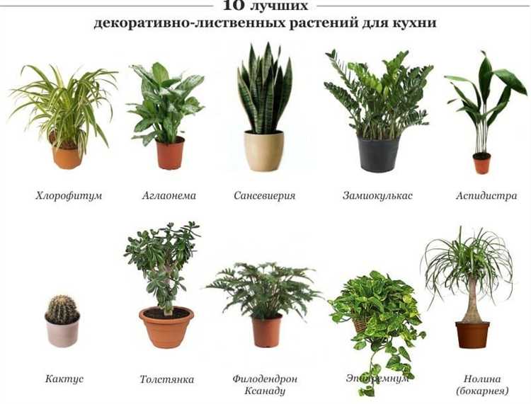 Какие растения любят солнце в огороде