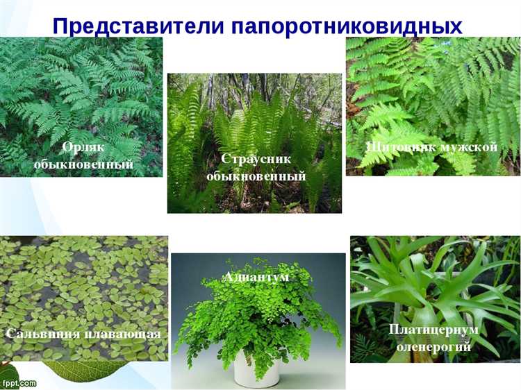 Адаптации глубоководных гидатофитов к низкой освещённости