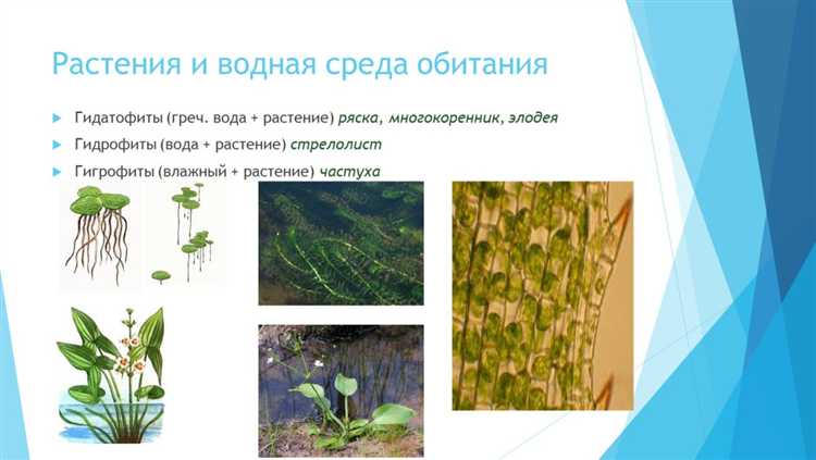 Роль анатомического строения в выживании под высоким давлением