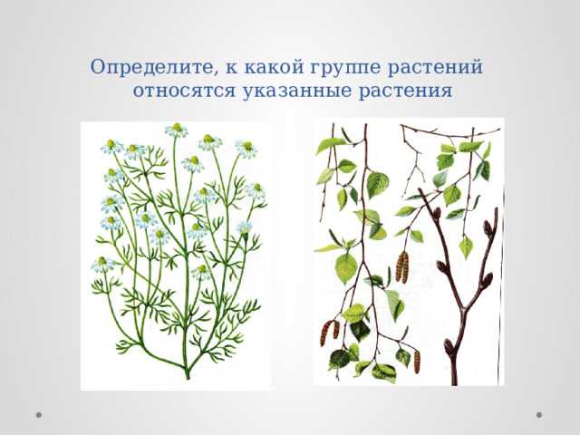 Какие растения относятся к глубоководным гидатофитам