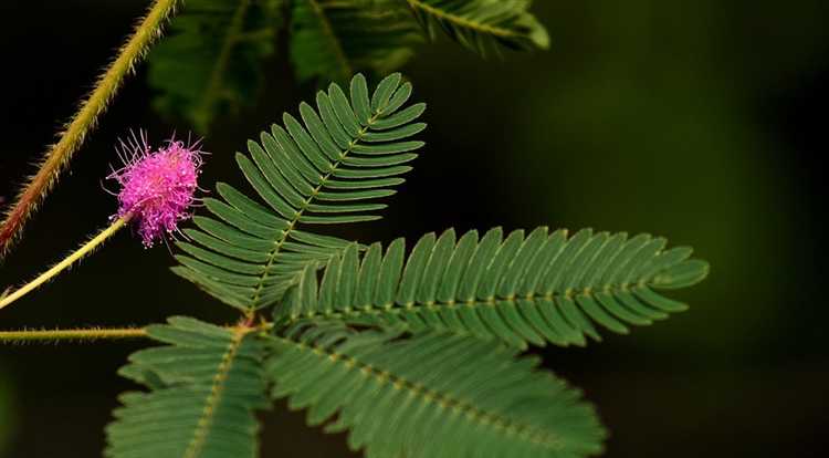 Как законно получить разрешение на посадку мака на участке