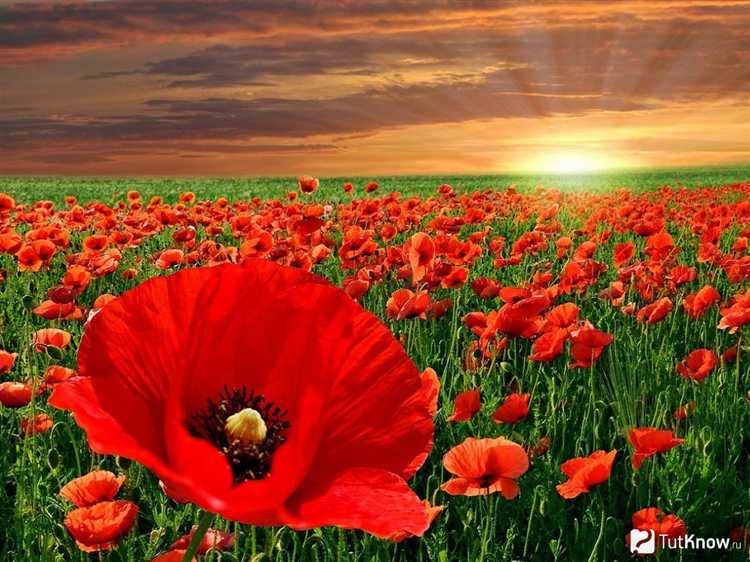 Что делать с посаженным маком, если он оказался запрещённым