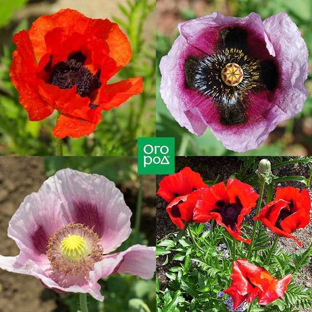 Какой мак нельзя выращивать на участке фото