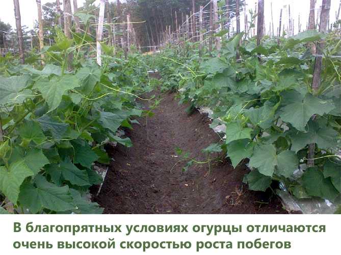 Как рассчитать количество грунта при посадке в грядки