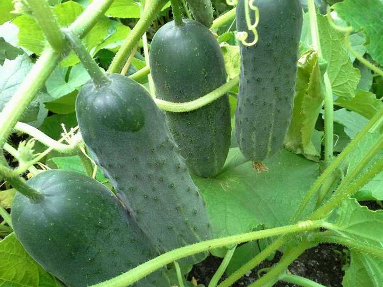 Объём грунта для огурца при вертикальном и горизонтальном выращивании