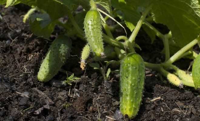 Требуемый объём грунта при выращивании огурцов в контейнерах