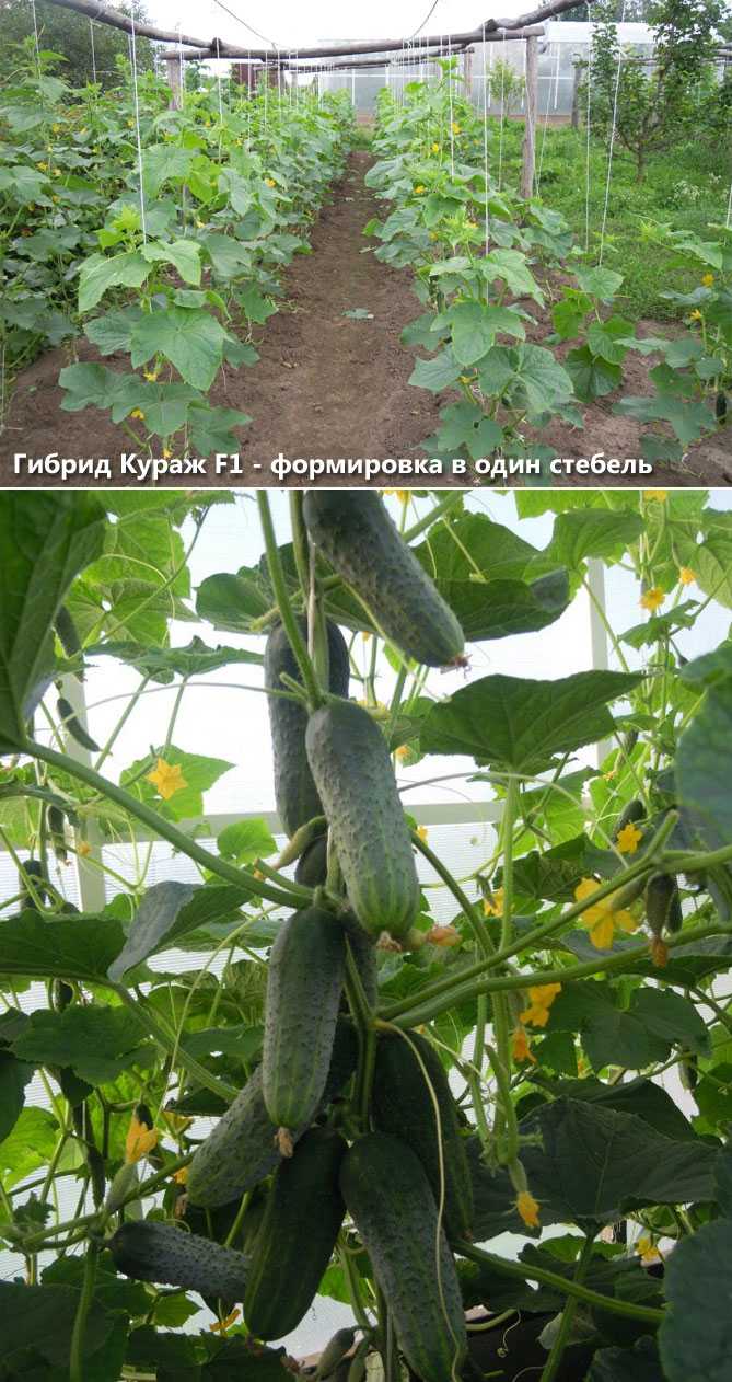 Сколько земли нужно для одного куста огурца в теплице