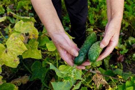 Влияние сорта огурца на объём необходимой почвы