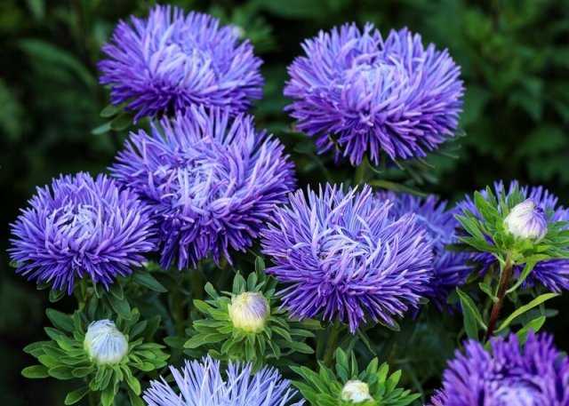 Лучшие виды цветов, устойчивых к засухе и высоким температурам