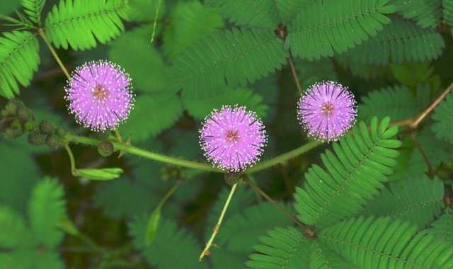 Роль мульчирования в сохранении влаги для цветов в жарких условиях