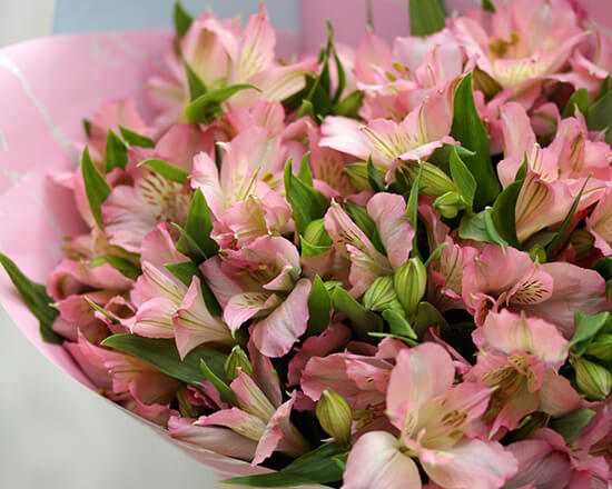 Как защитить цветы от перегрева и солнечных ожогов