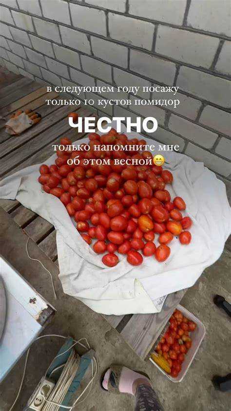 Оптимальные сроки закрытия погреба в зависимости от климата региона