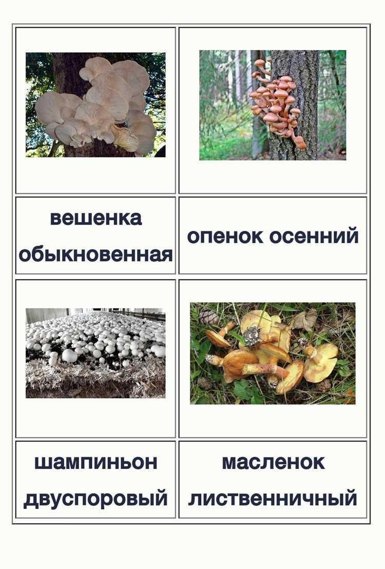 Микориза для голубики какой тип грибов