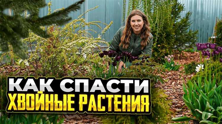 Почему смола в хвойной древесине увеличивает риск возгорания