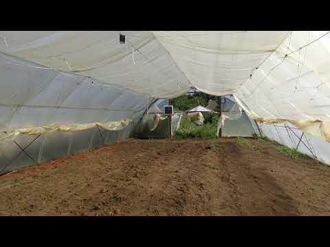 Почему перепады температуры приводят к стрессу и замедлению роста