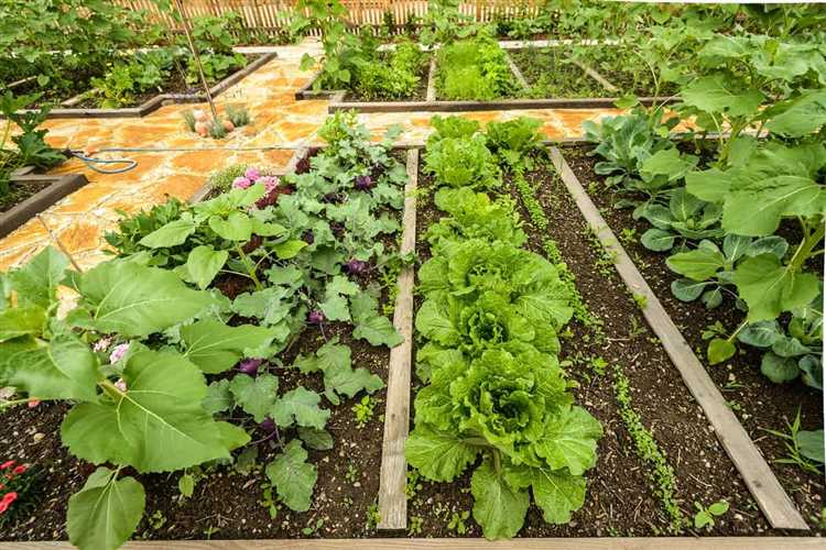 Растения, замедляющие рост редиса и как их избежать