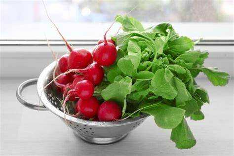 Какие травы помогают защитить редис от вредителей на грядке