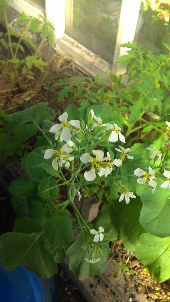 С чем сажать редис на одной грядке С чем сажать редис на одной грядке